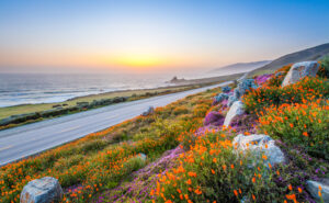 wild flowers and California coastline in Big Sur at sunset. wild flowers and California coastline in Big Sur at sunset.